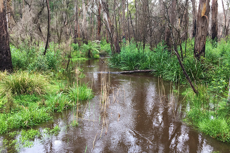 Deer Bunyip State Park. Credit: Jack Dinkgreve